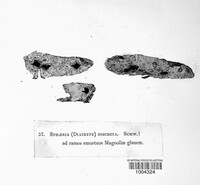 Biscogniauxia marginata image